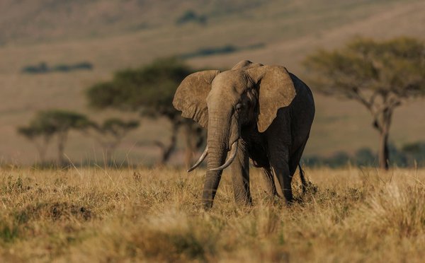 Quels sont les secrets pour une expérience de safari en Tanzanie?